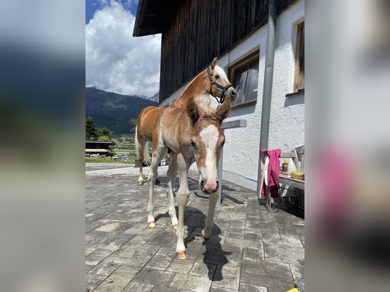 Haflinger Semental  155 cm Alazán in Kolsassberg