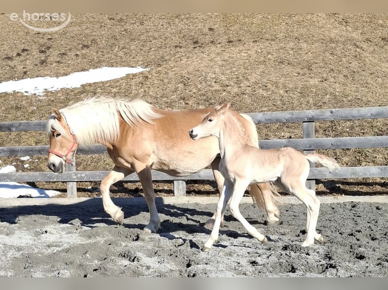 Haflinger Semental Potro (03/2026) 155 cm Bayo in Nauders