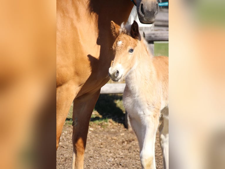 Haflinger Semental Potro (03/2026) 155 cm  in Münster