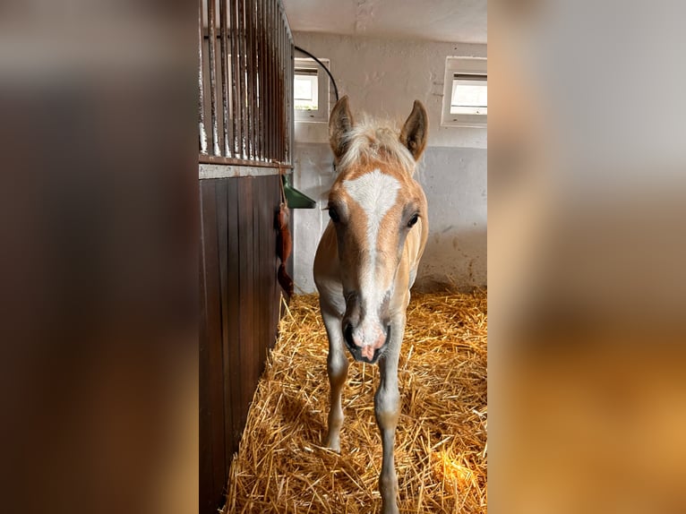 Haflinger Semental  155 cm Palomino in Halle