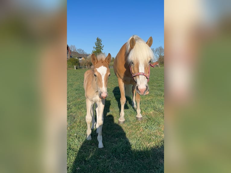 Haflinger Semental  155 cm Palomino in Halle