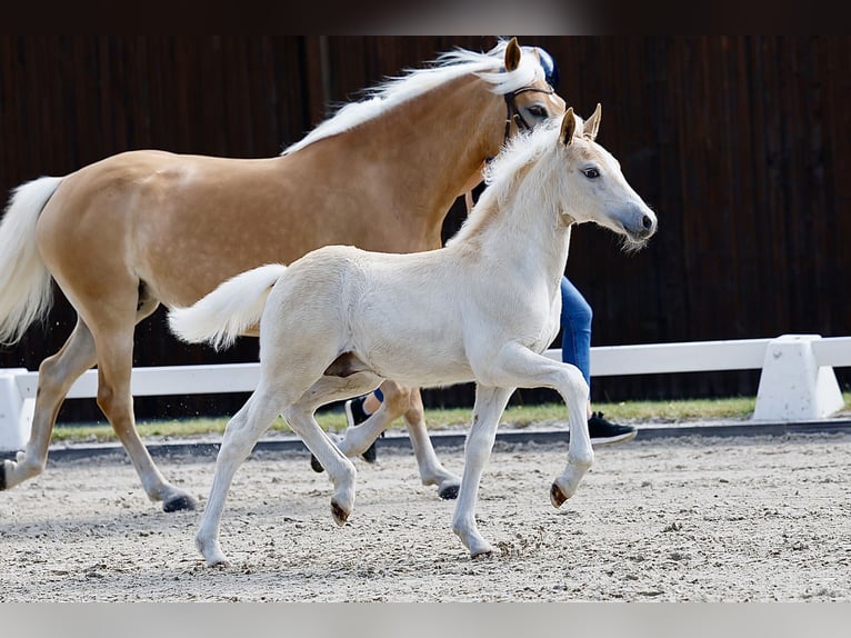 Haflinger Semental Potro (04/2026) Alazán in Wittingen