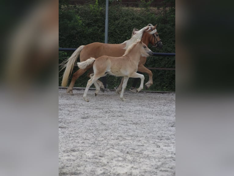 Haflinger Semental Potro (04/2026) Alazán in Döbeln