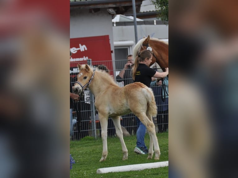 Haflinger Semental Potro (04/2025) Alazán in Rauenberg