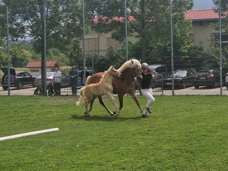 Haflinger Semental Potro (04/2025) Alazán in Rauenberg