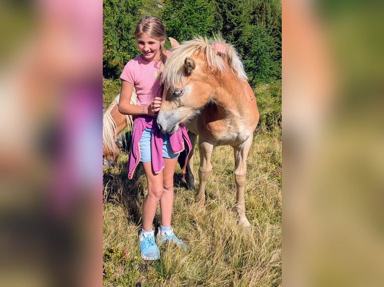 Haflinger Semental Potro (03/2026) Alazán in Großarl