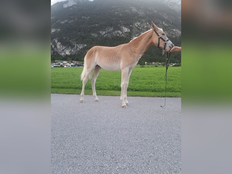 Haflinger Semental Potro (02/2025) Alazán in Kirchbichl