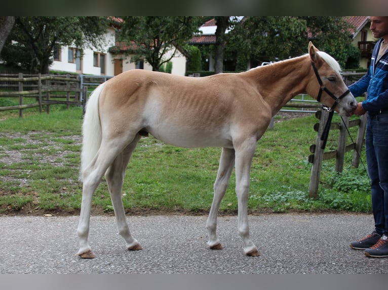 Haflinger Semental Potro (02/2025) Alazán in Kirchbichl