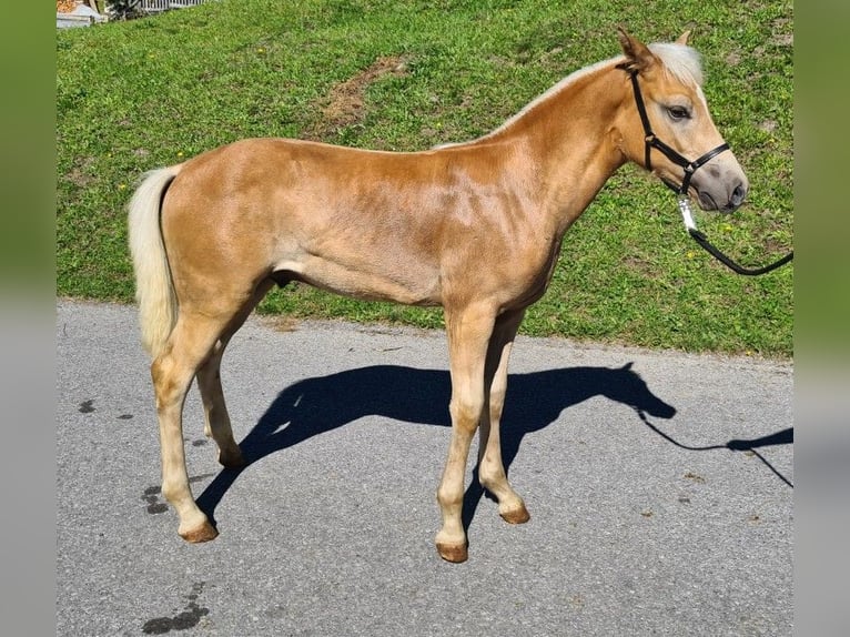 Haflinger Semental Potro (04/2026) Alazán in Oetz
