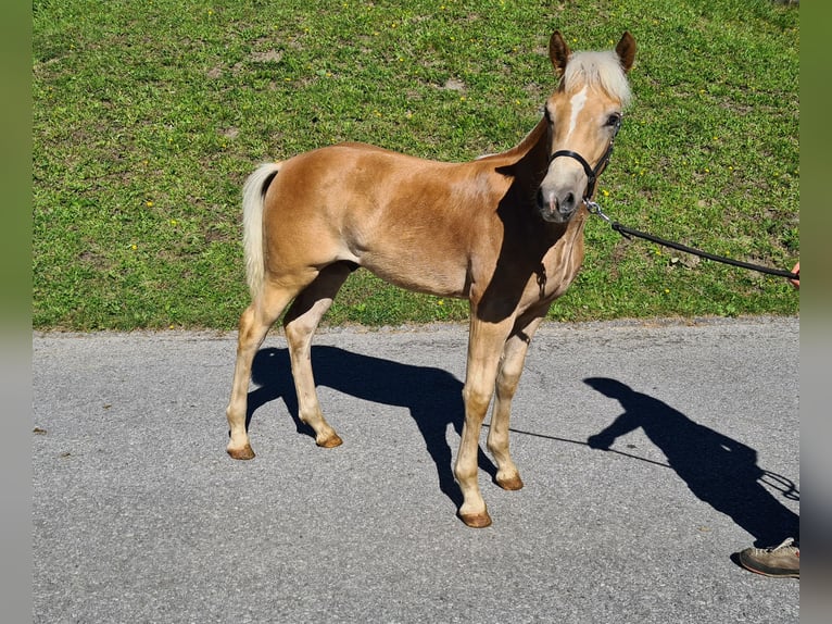 Haflinger Semental Potro (04/2026) Alazán in Oetz
