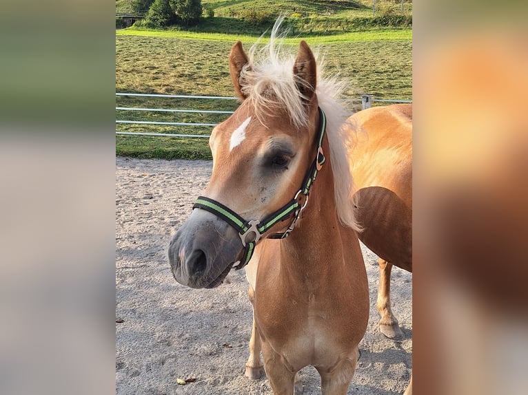 Haflinger Semental Potro (04/2025) Alazán in Leogang