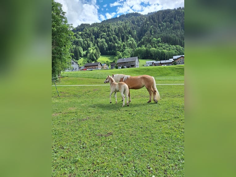 Haflinger Semental Potro (04/2026) Alazán in Au
