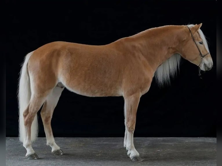 Haflinger Semental Potro (04/2026) Alazán in Au