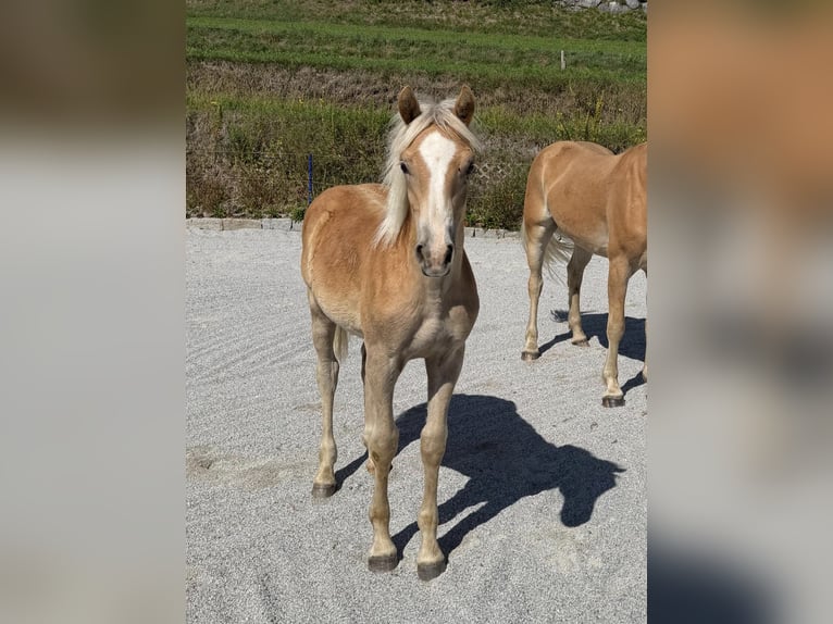 Haflinger Semental Potro (02/2026) Alazán in Thaur
