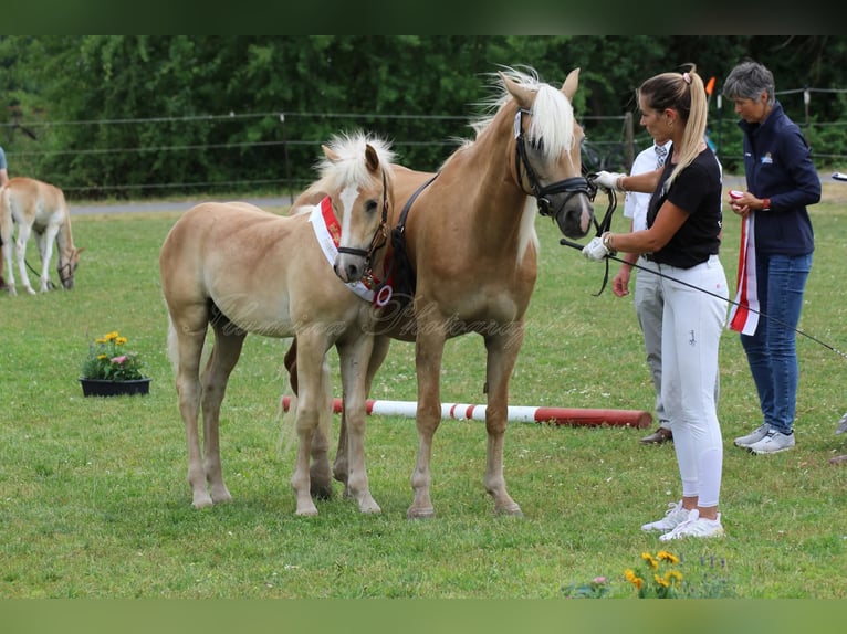 Haflinger Semental Potro (05/2025) Alazán in H&#xF6;chstadt an der Aisch