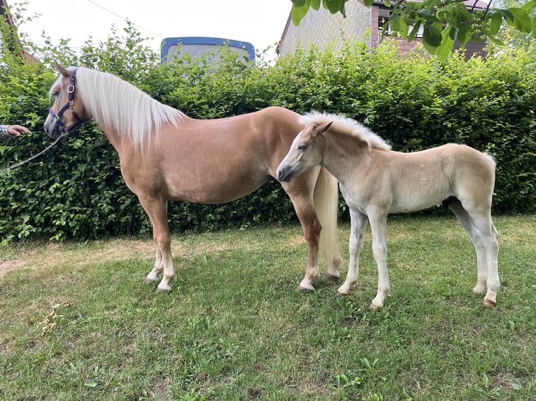 Haflinger Semental Potro (04/2026) Alazán in Nohfelden