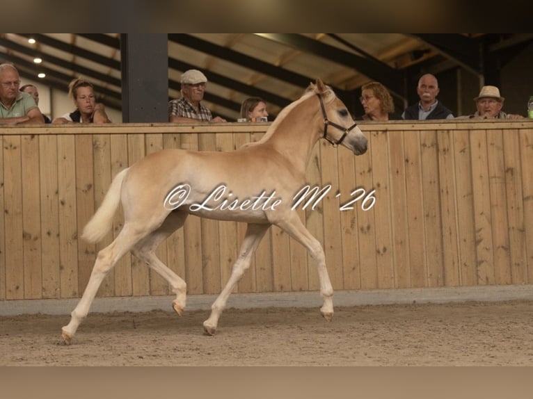 Haflinger Semental Potro (04/2026) Alazán in Teuge