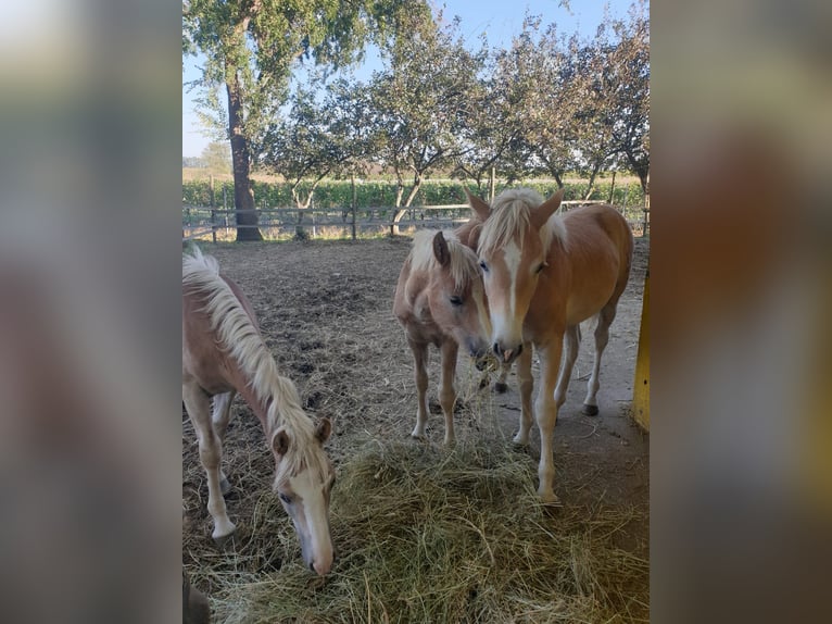 Haflinger Semental  Alazán in Wallern im Burgenland