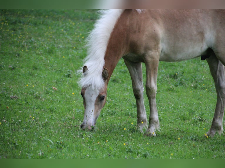 Haflinger Semental Potro (02/2025) Alazán rojizo in Krottendorf - Gaisfeld