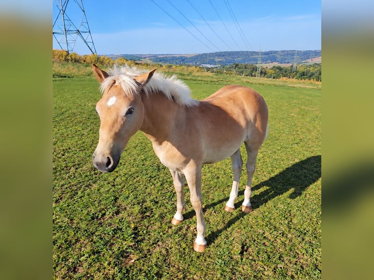 Haflinger Semental Potro (04/2026) Alazán in Camburg