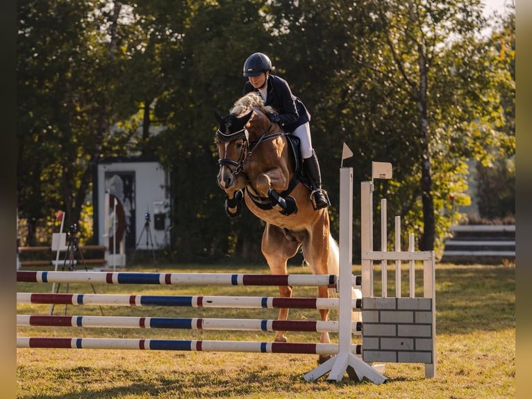 Haflinger Semental Potro (04/2026)  in Den Ham