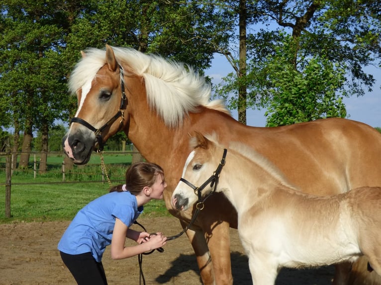 Haflinger Semental Potro (04/2026)  in Halle