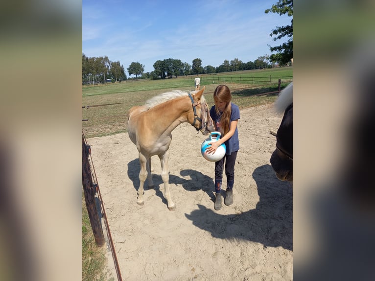 Haflinger Semental Potro (04/2026)  in Halle