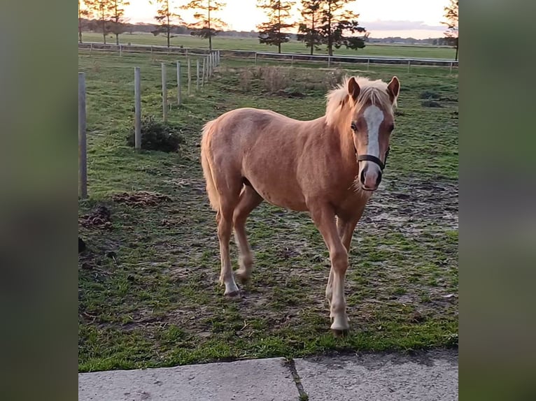 Haflinger Semental Potro (05/2025) in Ganderkesee