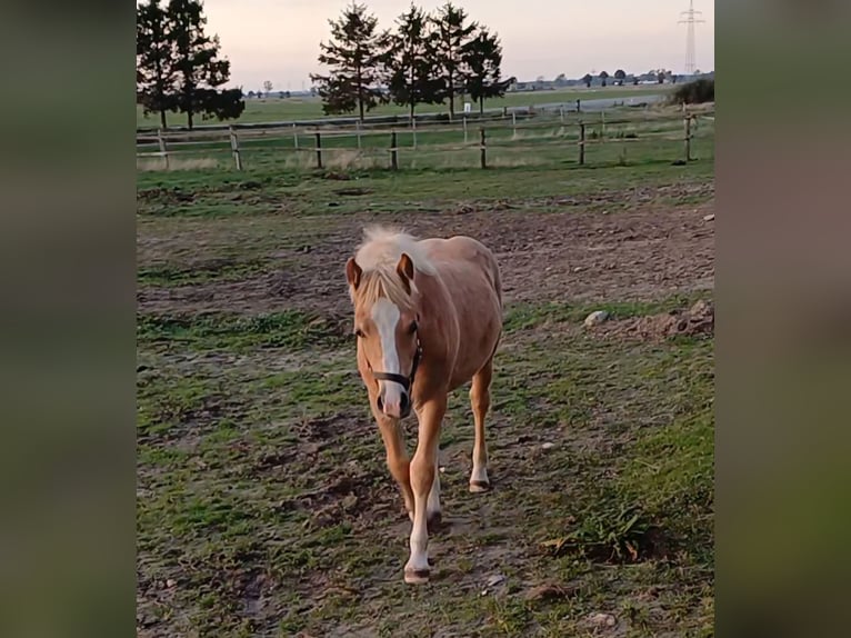 Haflinger Semental Potro (05/2025) in Ganderkesee