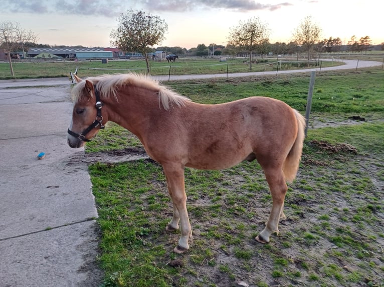 Haflinger Semental Potro (05/2025) in Ganderkesee