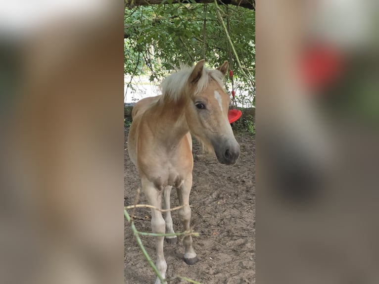 Haflinger Semental Potro (03/2024) in Hagenow