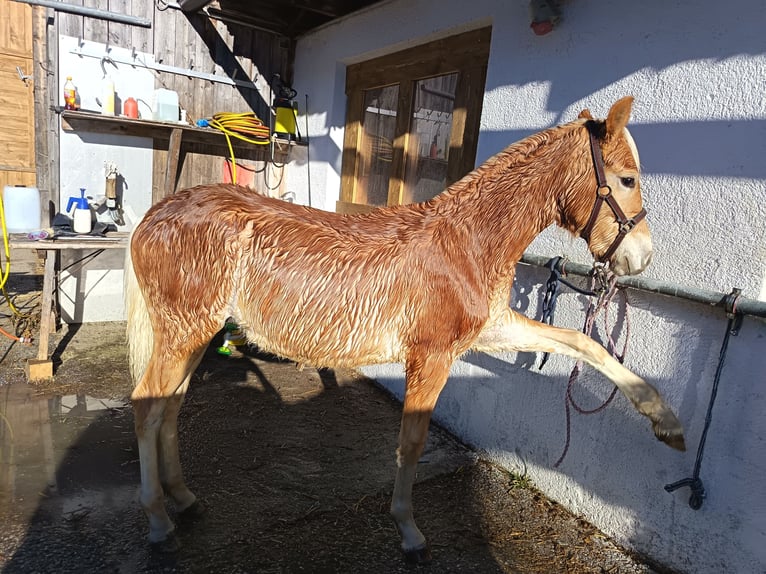 Haflinger Semental Potro (05/2025) in Ramsau im Zillertal