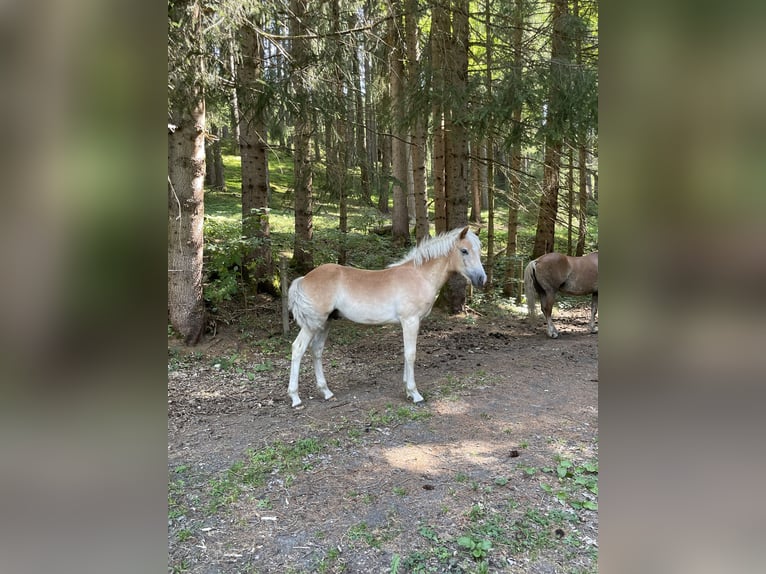 Haflinger Semental Potro (03/2026)  in Bad Hofgastein