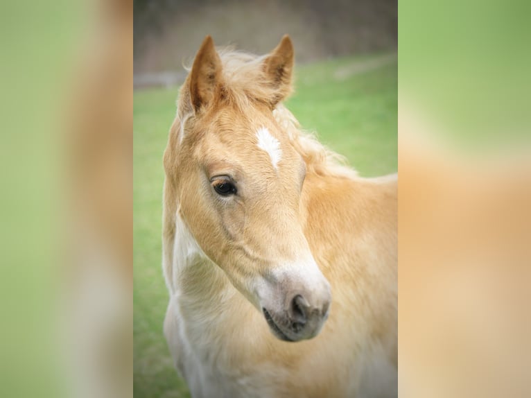 Haflinger Semental Potro (02/2026)  in Steinach am Brenner