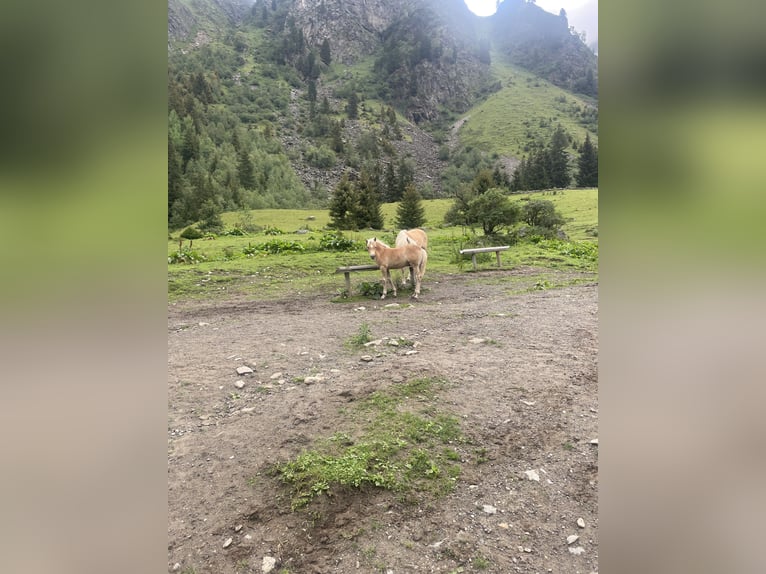 Haflinger Semental Potro (04/2026) Palomino in St. Leonhard im Pitztal