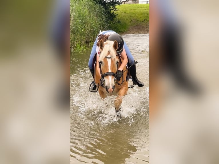 Haflinger Stallion 11 years 15 hh in Noyon