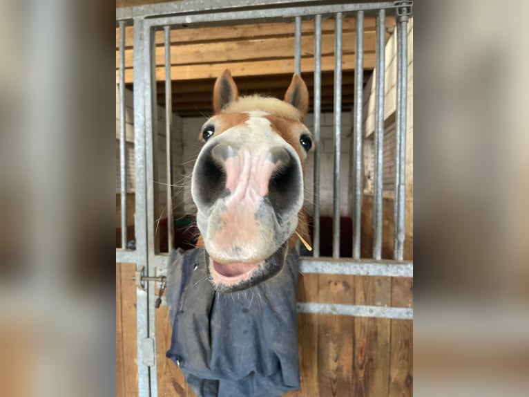 Haflinger Stallion 11 years 15 hh in Noyon