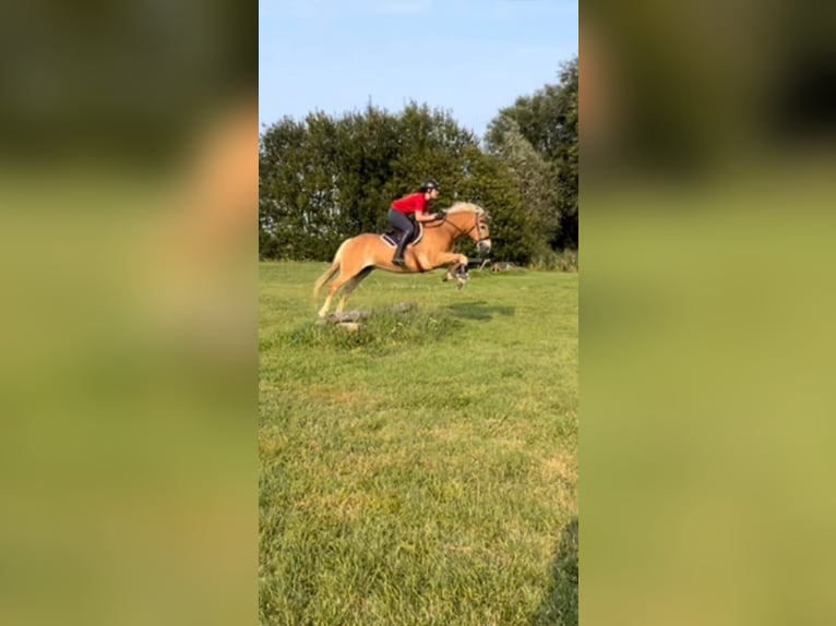 Haflinger Stallion 11 years 15 hh in Noyon