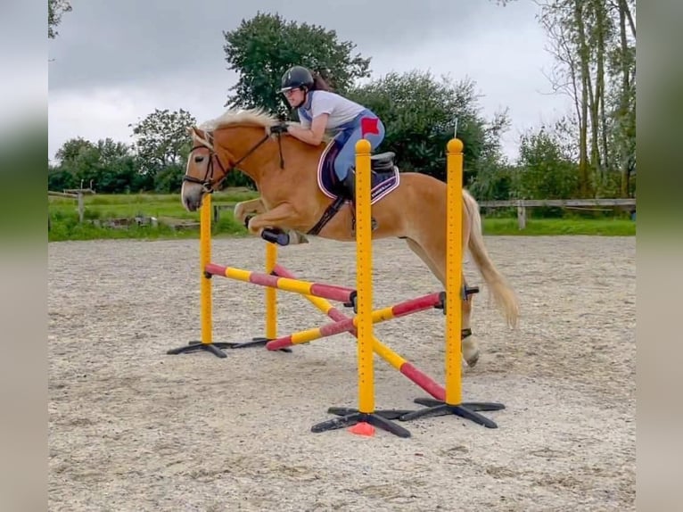 Haflinger Stallion 11 years 15 hh in Noyon