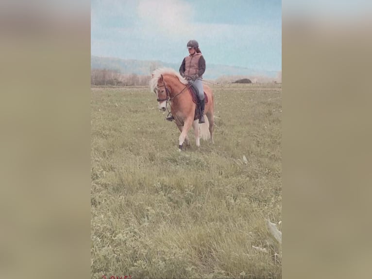 Haflinger Stallion 11 years 15 hh in Noyon