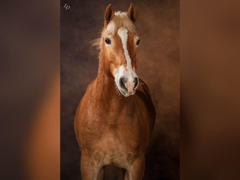 Haflinger Stallion 11 years 15 hh in Noyon