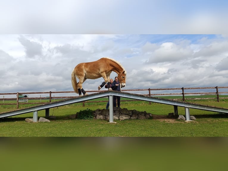 Haflinger Stallion 12 years 14,2 hh Chestnut-Red in Grafschaft