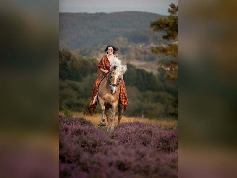 Haflinger Stallion 12 years 14,2 hh Chestnut-Red in Grafschaft
