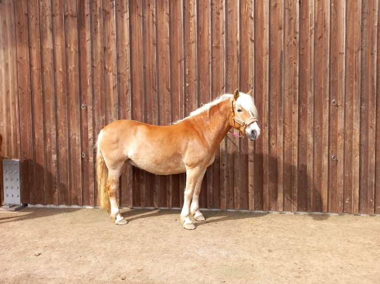 Haflinger Stallion 12 years 14,2 hh Chestnut-Red in Grafschaft