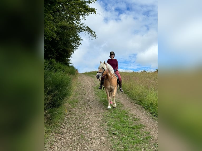 Haflinger Stallion 12 years 14,2 hh Chestnut-Red in Grafschaft