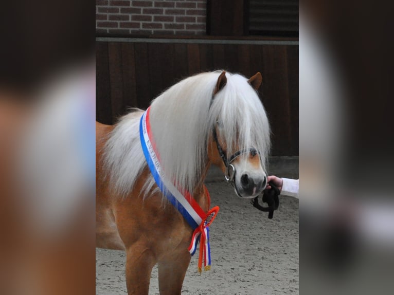 Haflinger Stallion 12 years 15 hh Chestnut-Red in Westendorf