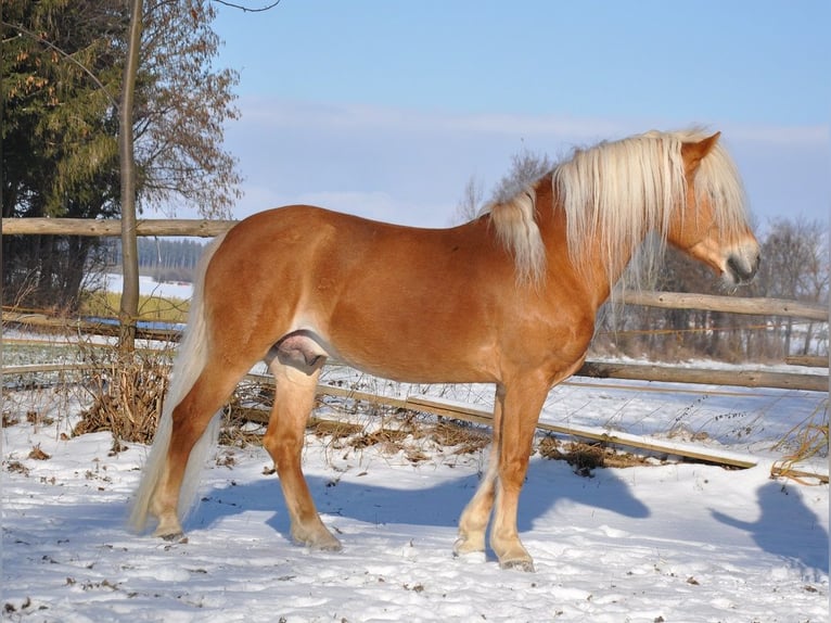 Haflinger Stallion 12 years 15 hh Chestnut-Red in Westendorf