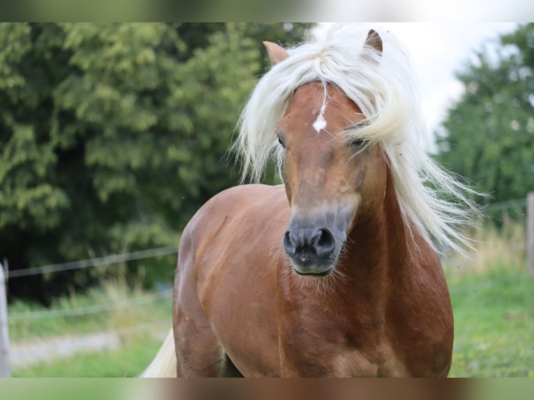 Haflinger Stallion 13 years 14,2 hh Chestnut-Red in St.Georgen an der Leys