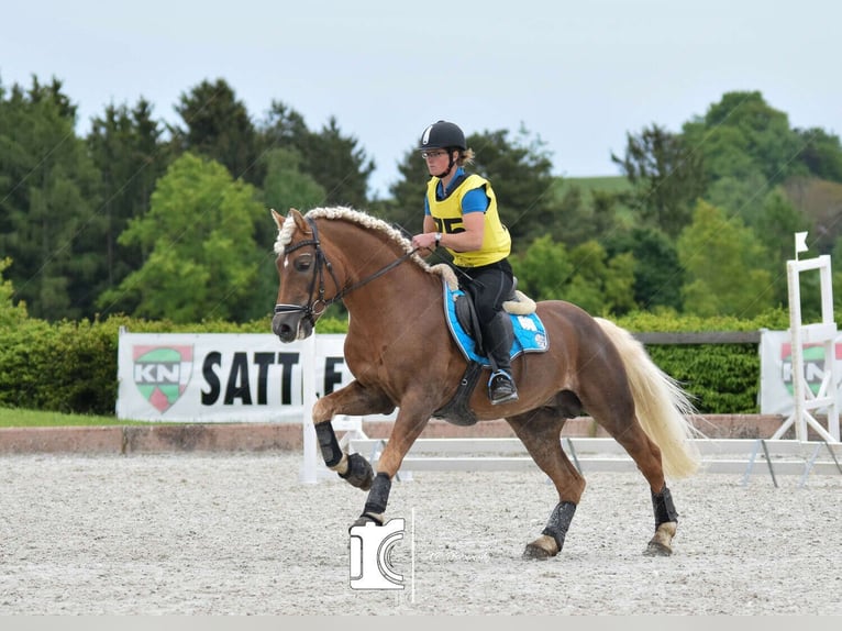 Haflinger Stallion 13 years 14,2 hh Chestnut-Red in St.Georgen an der Leys