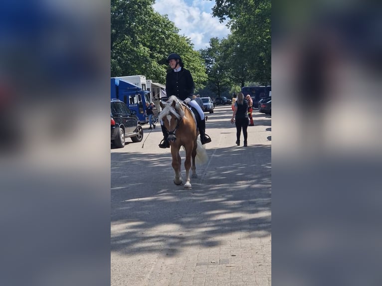 Haflinger Stallion 13 years 15,2 hh Chestnut-Red in Lelystad